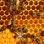 La importancia de las abejas para nuestro ecosistema