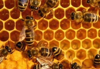 La importancia de las abejas para nuestro ecosistema