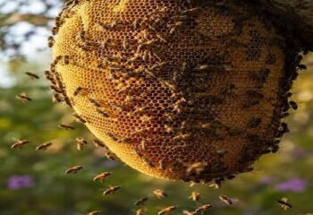 El maravilloso mundo de las abejas